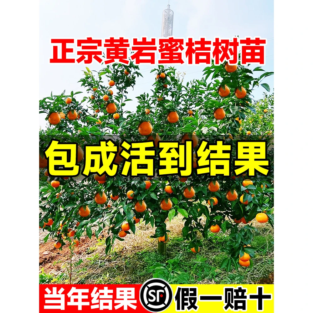 黄岩蜜桔苗嫁接桔子树苗无核甜橘子正宗新鲜蜜桔果树苗当年结果树