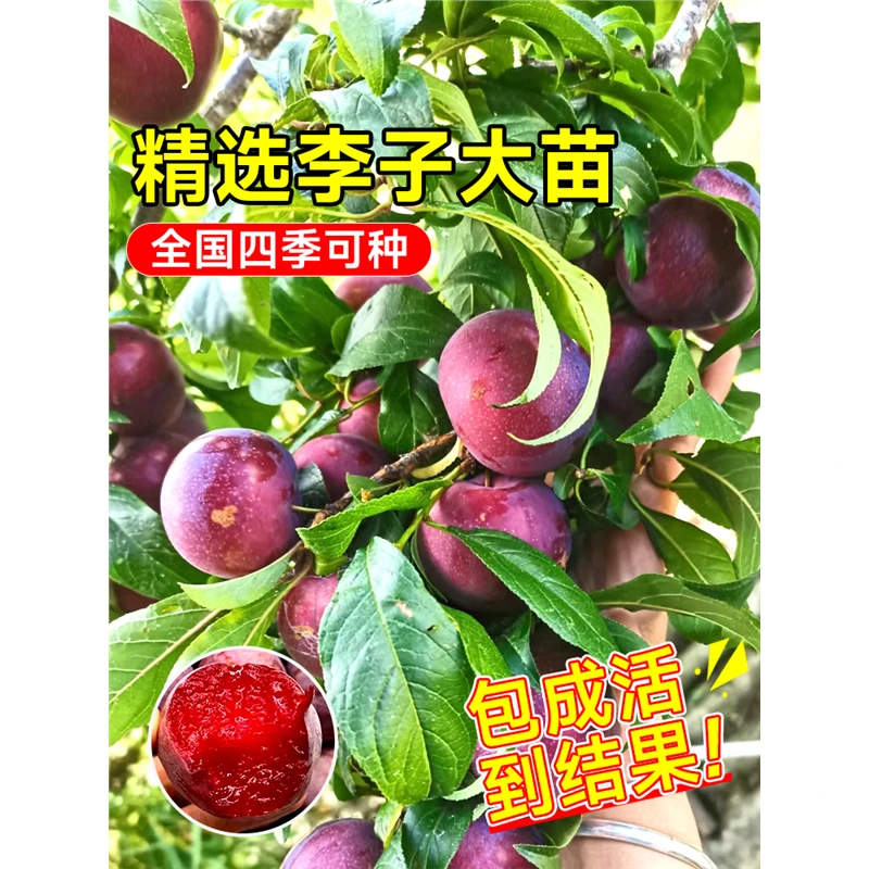 三华李子树苗红心新品种特大嫁接蜂糖李北南方种植水果树果苗大全