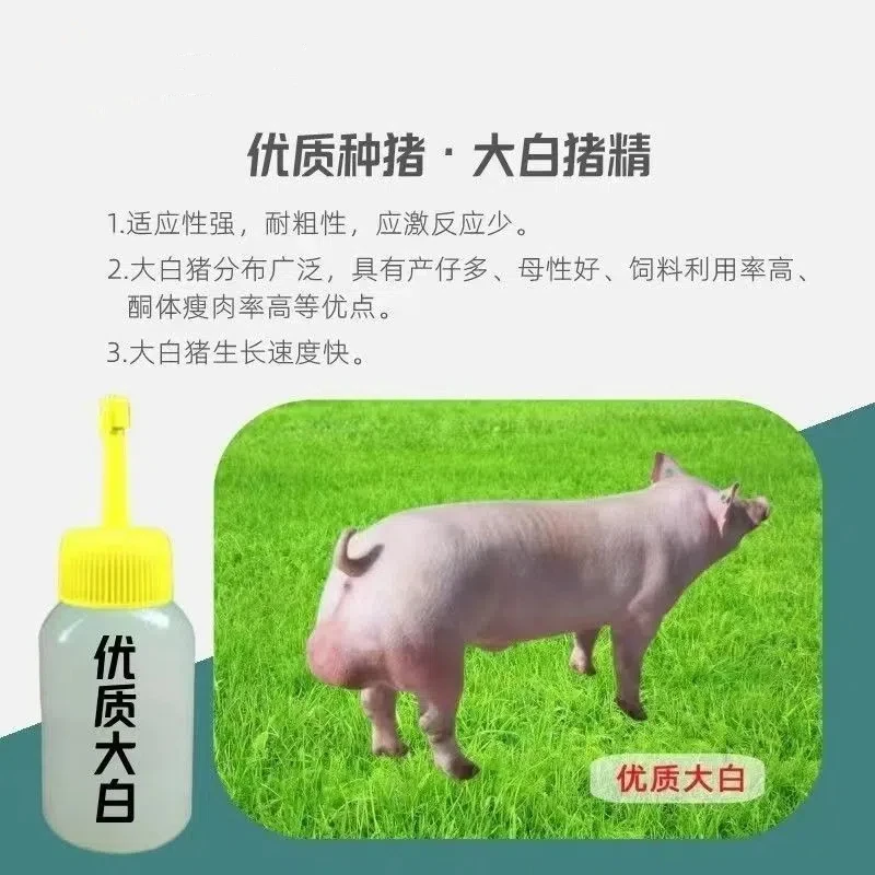 正宗原种英系大白种公猪种母猪精液一头包邮包对版生态养殖耗材