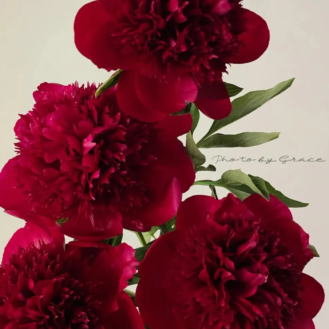 红色魅力芍药花苗重瓣观赏庭院绿植盆栽荷兰进口