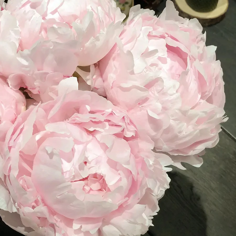 进口臻品枕边细语芍药庭院室内栽植花卉
