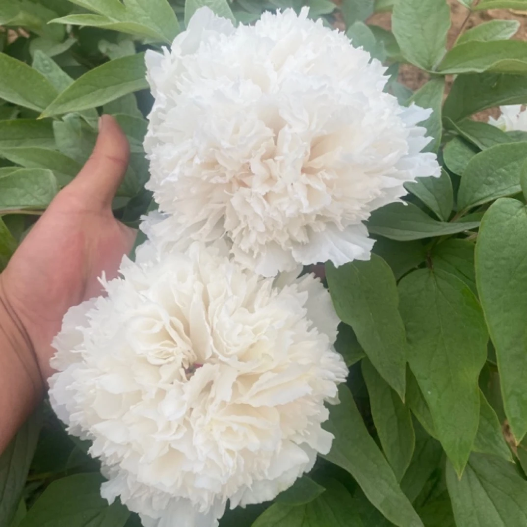 绿洲蚕丝庭院栽植花卉会变色的牡丹臻品值得珍藏