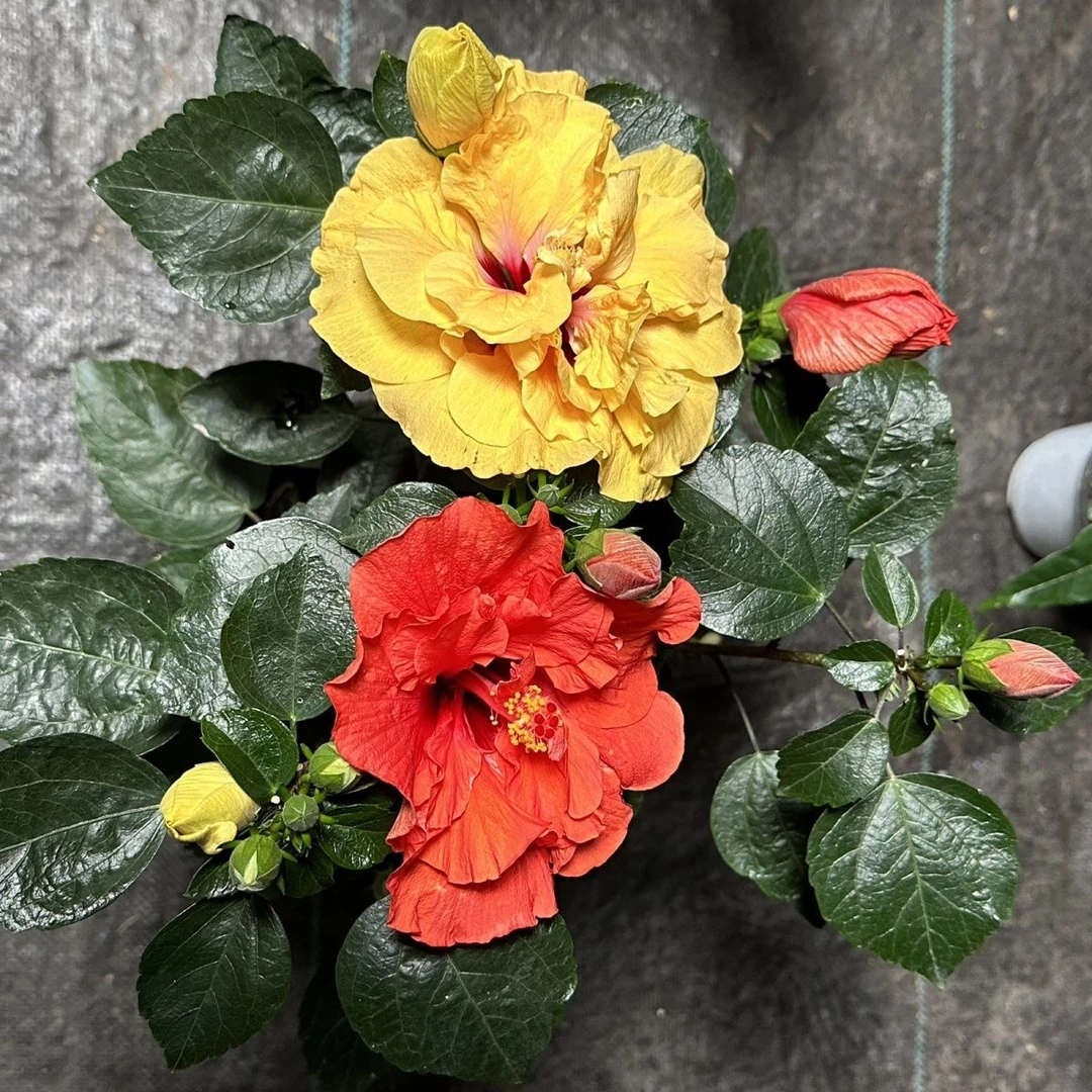 进口丹麦木槿花一盆（两颗两色）原盆原土发货