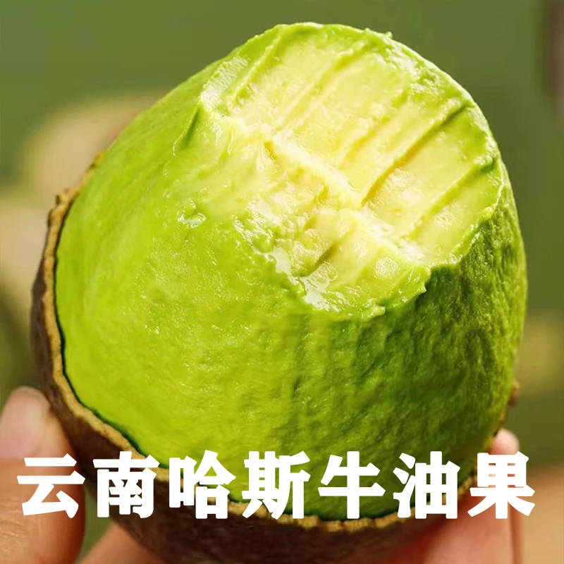 小果到手8颗70-100克云南哈斯牛油果孟连原产地直发森林奶油