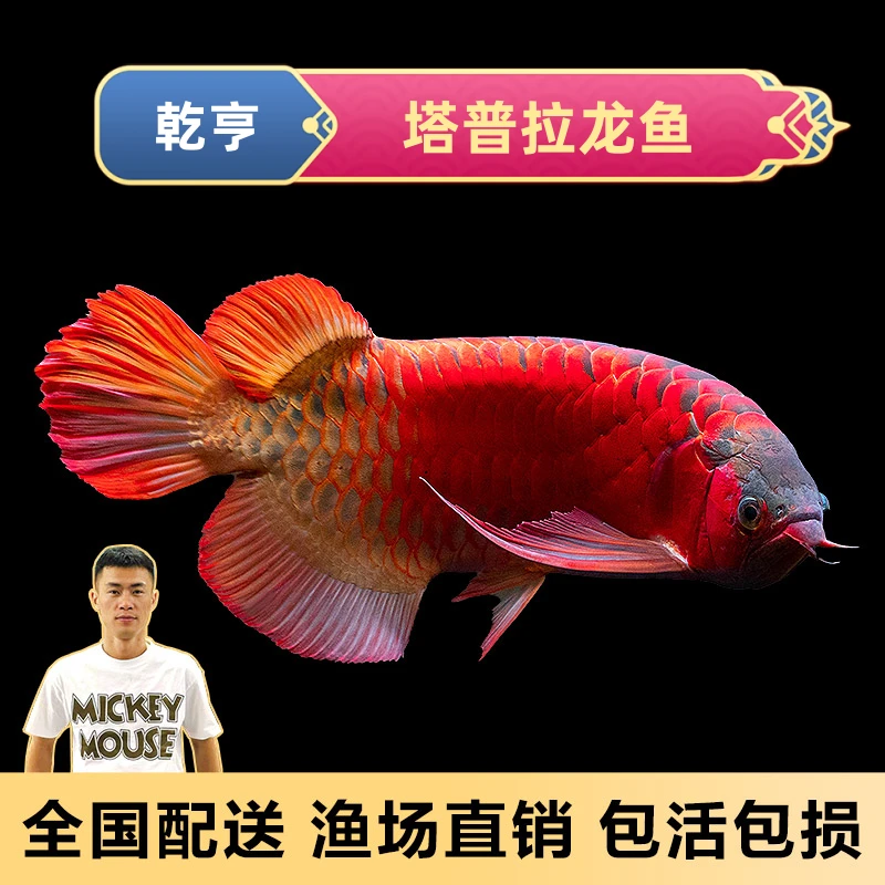 塔普拉（乾亨）红龙鱼观赏鱼-印尼纯血精品包红包损售后养宠装备