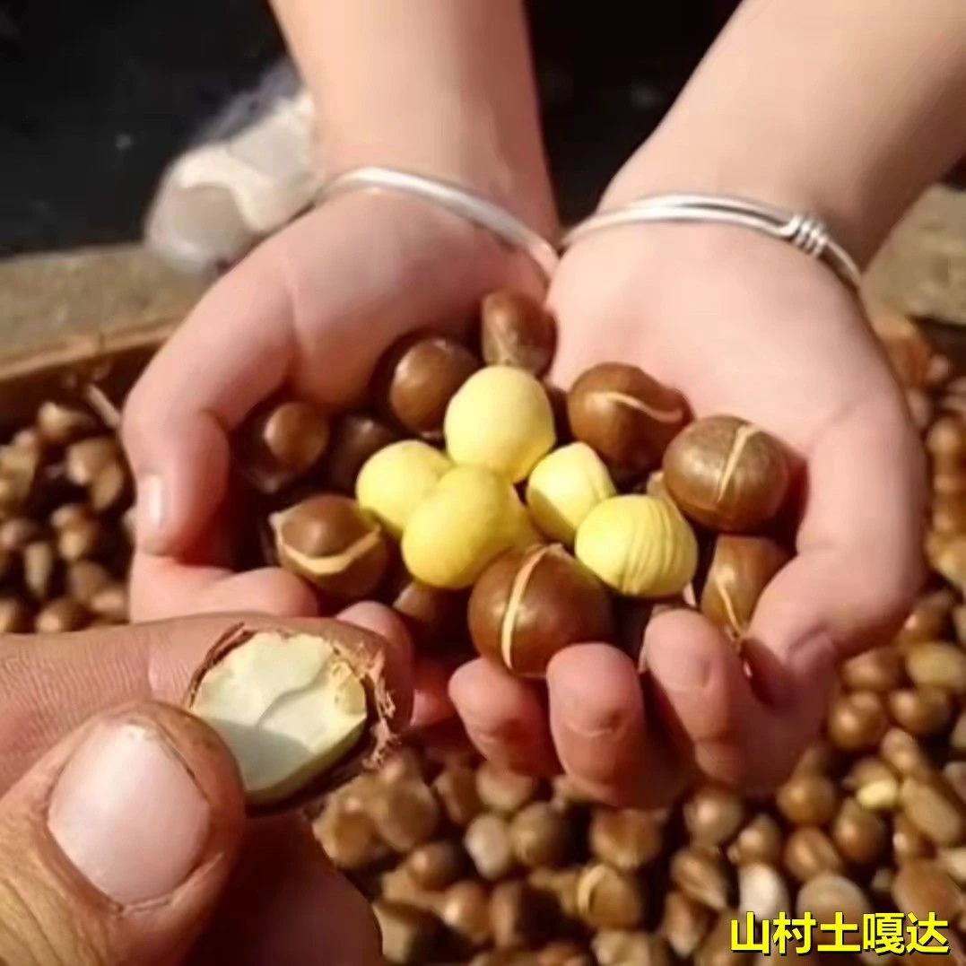 2025年江西深高山纯甜新鲜毛栗子小板栗迁西中小油土板圆栗子皮薄