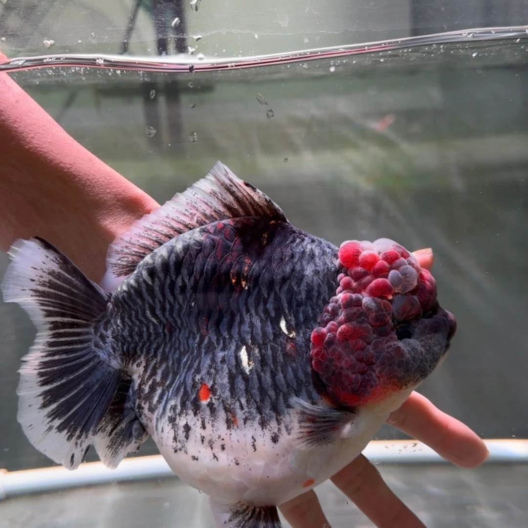 【闪购商品】金鱼金鱼类不分公母18