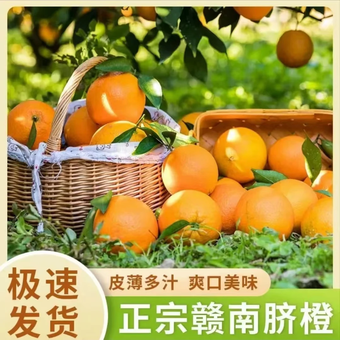 正宗赣南脐橙新鲜采摘原产地直发手剥橙子5斤10斤（带枝带叶发货）