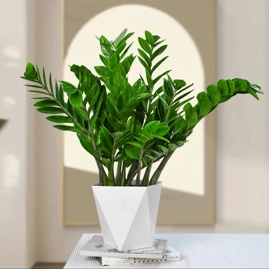【四季常青】A级金钱树钱串招财旺宅室内客厅办公室懒人绿植