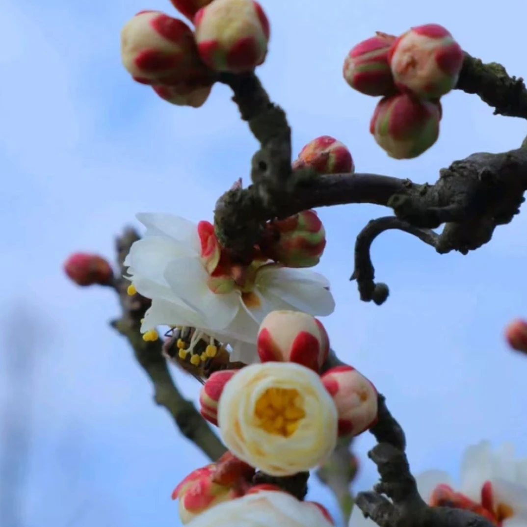 凯豪 盆景花卉 龙游梅 直播间一物一拍