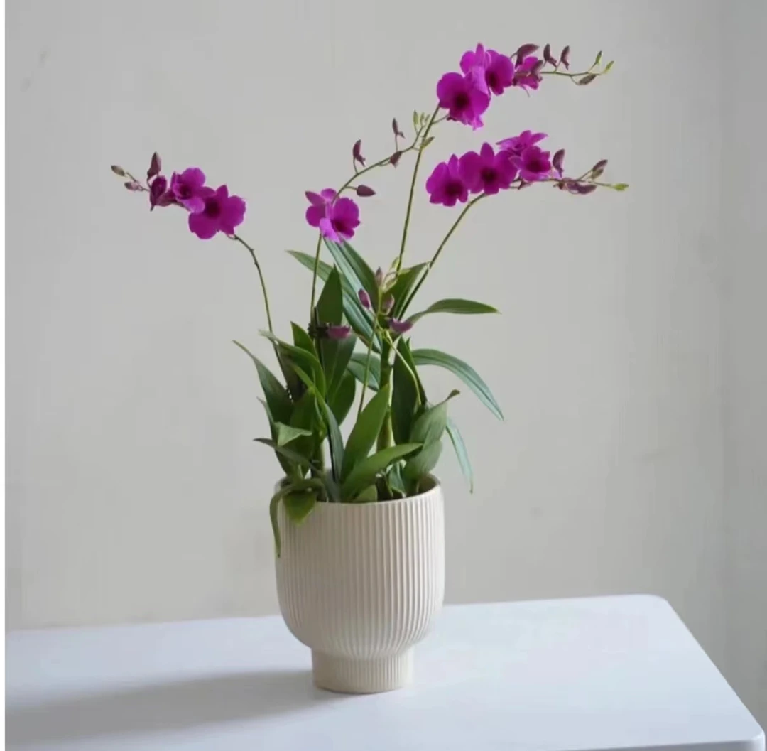 【李先生二号店】朝阳~石斛兰带花带花苞
