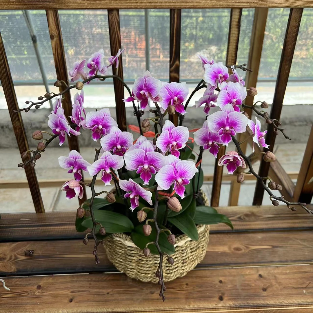【李先生甄选】硬壳杯换杯苗 蝴蝶兰不带花剑（品种任意）