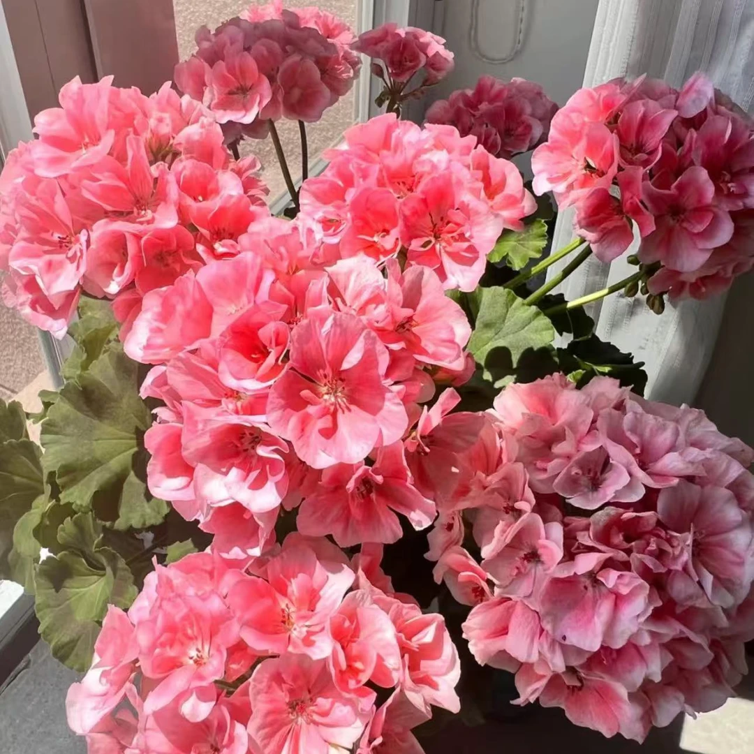 【李先生二号店】（857）天竺葵带花苞发货