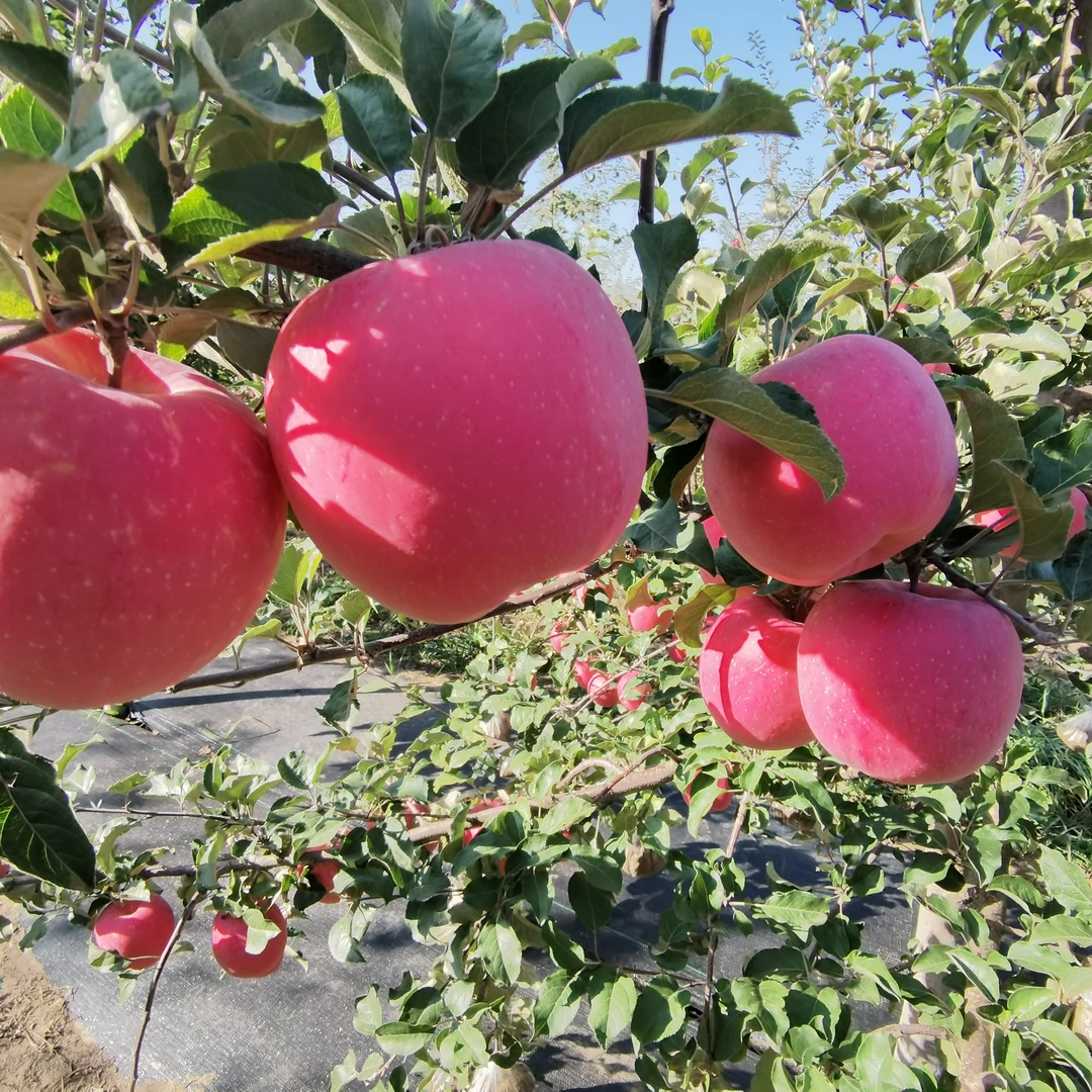 甘肃静宁苹果红富士高海拔雷大镇自家果园现摘现发大果包邮
