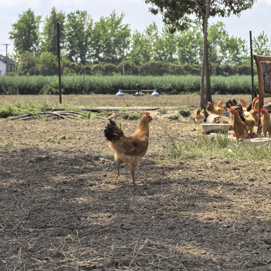 苏北低密度散养草鸡母鸡公鸡现杀现发