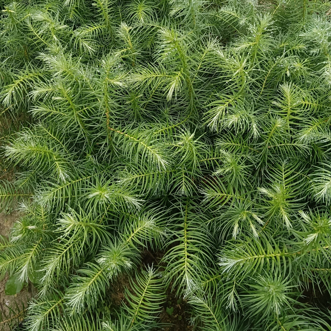 江西农户自家育杉树苗50株包邮