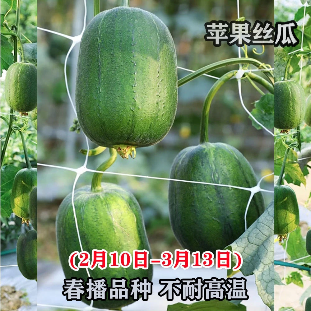 苹果丝瓜种子四季阳台家庭园肉丝瓜种籽