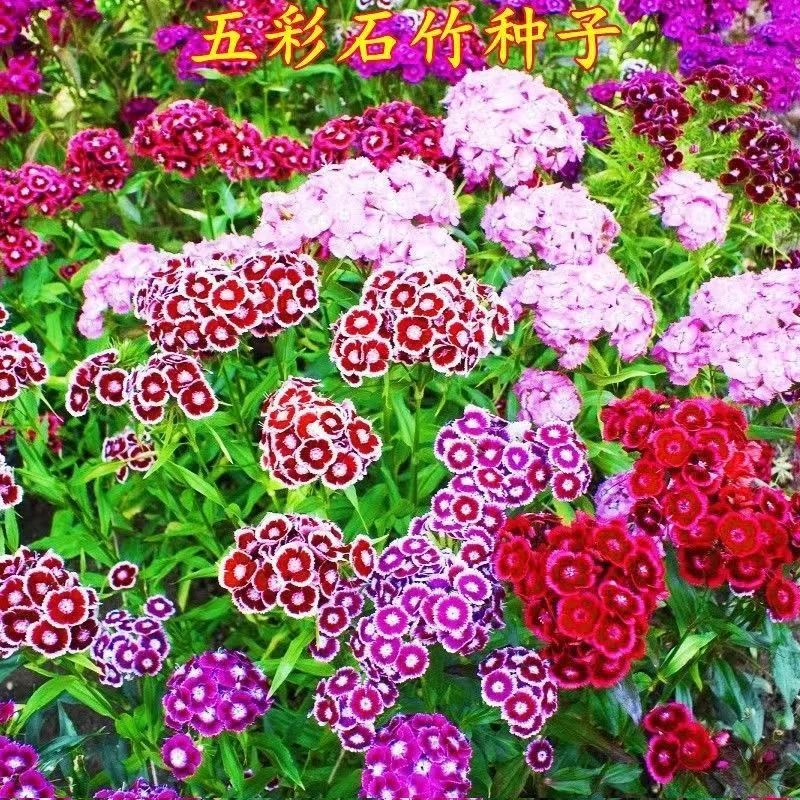 【五彩石竹种子】耐寒易种四季开花多年生盆栽花卉种子室内外庭院