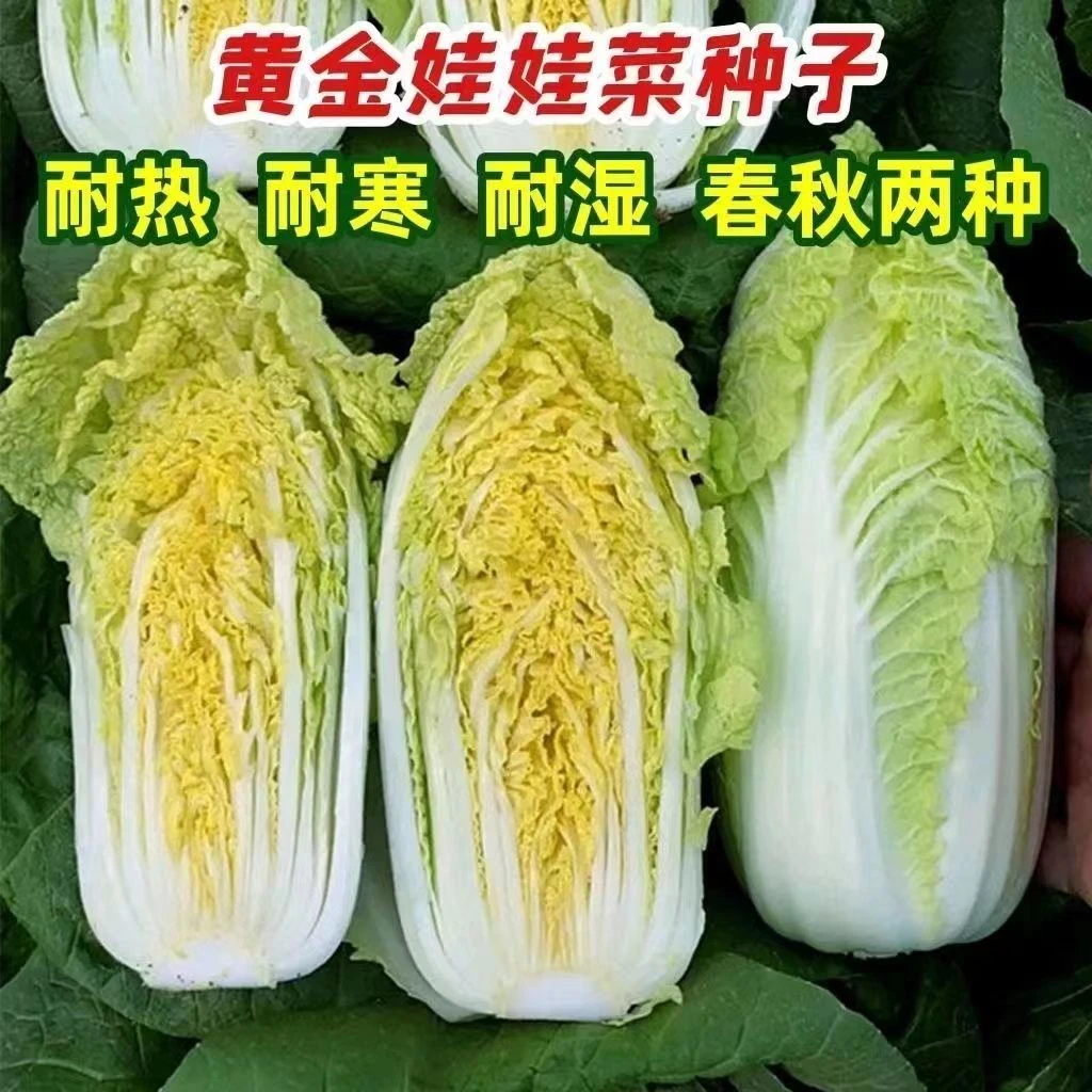 娃娃菜种子四季播种黄金娃娃菜种籽青菜庭院种菜阳台盆栽蔬菜种子