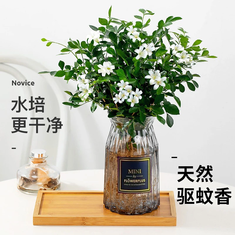 九里香绿植物驱蚊盆栽新手水培办公室内桌面开花卉七里香无土好养