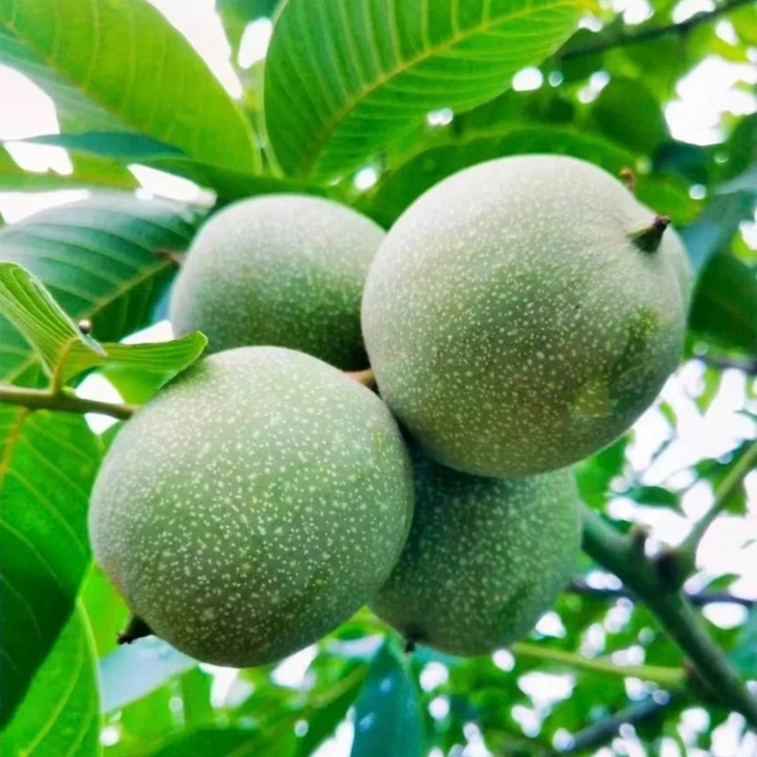 （去青皮拍5斤送5斤）精品A级正宗密云鲜核桃皮薄肉厚不泡药