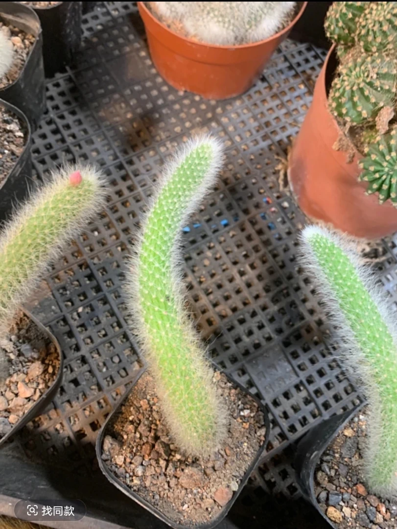 九尾狐 三颗 十公分以上