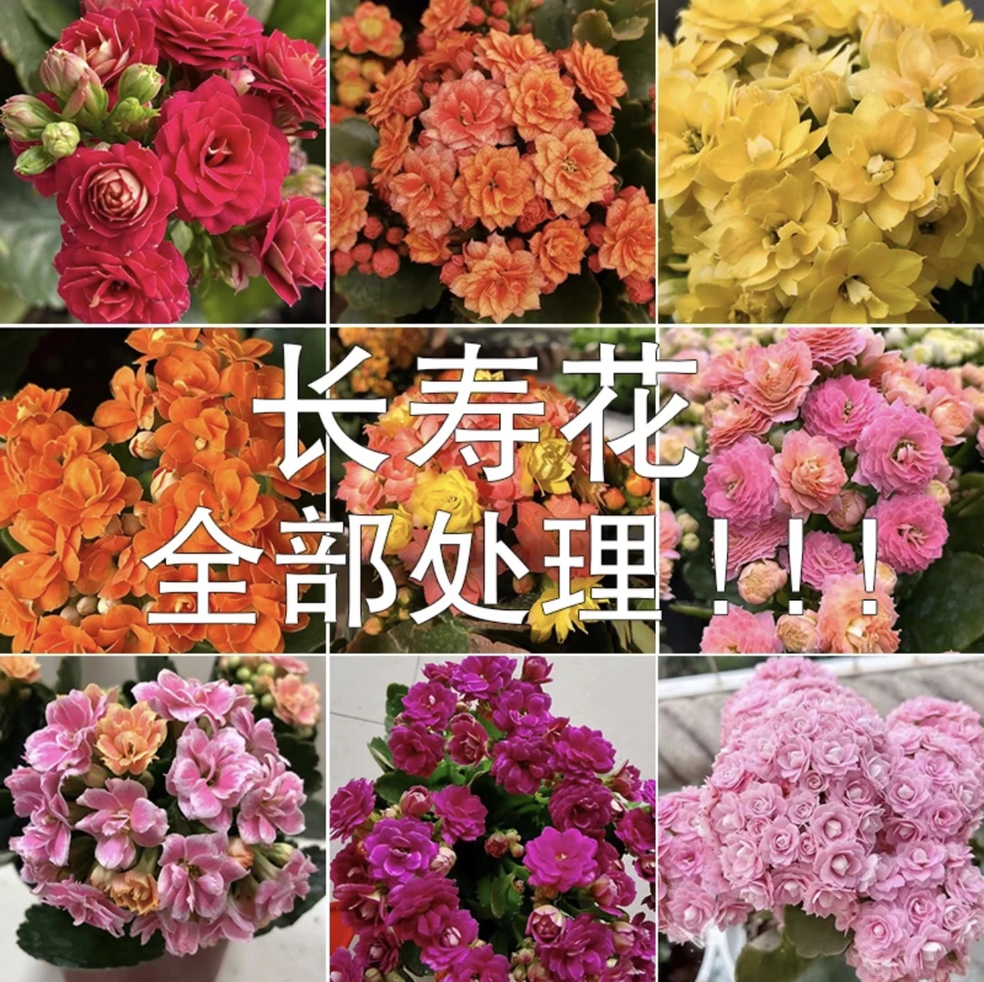 （清棚处理）精品长寿花3盆3色一物一拍~