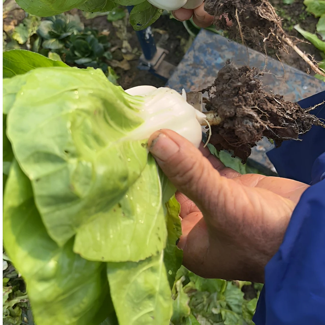 (京东快递)农家种植奶白菜
