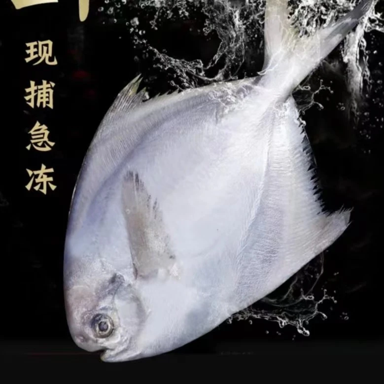 舟山捕鱼人鲳鱼6-8两/条冷冻保存 江浙沪包邮