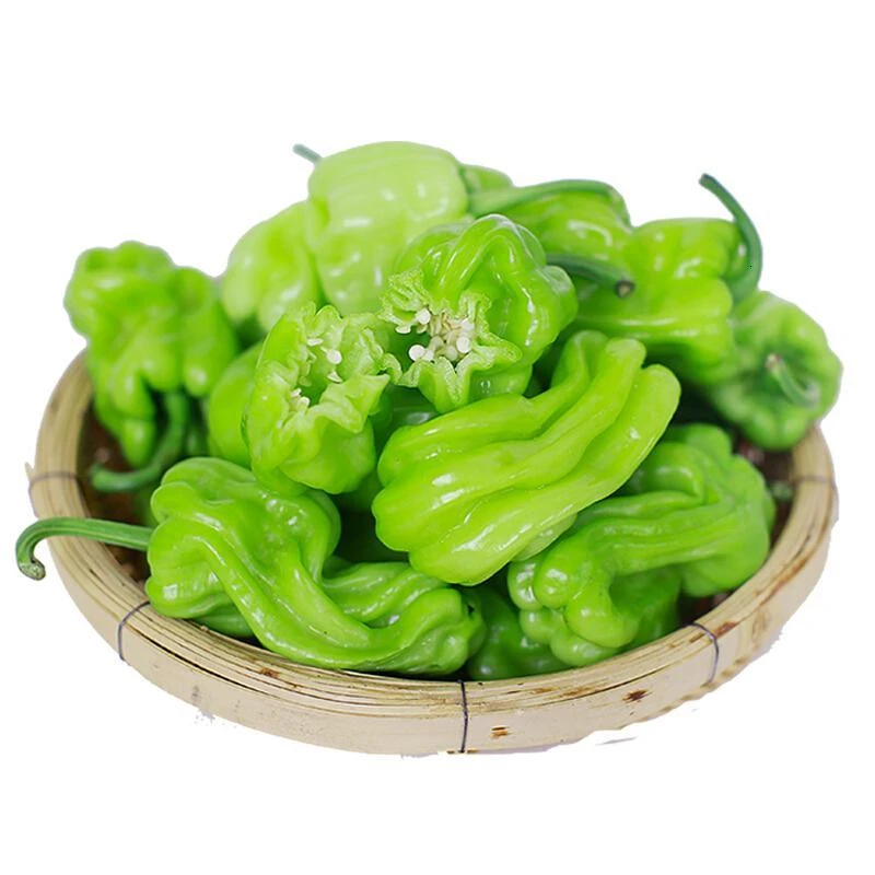 皱皮辣/500g