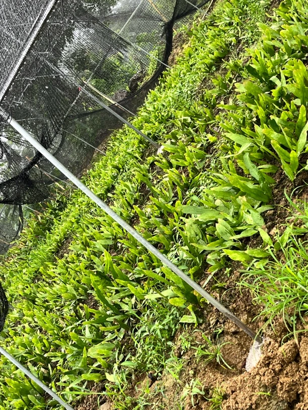 大叶昙花520专用链接