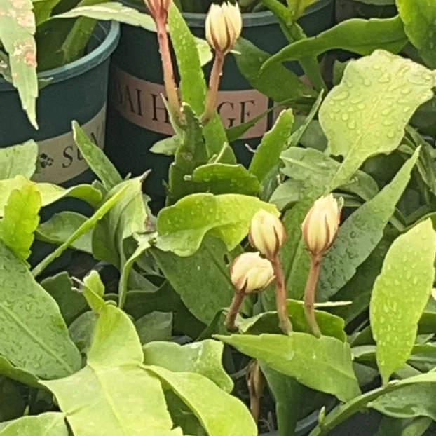 大叶小叶昙花链接