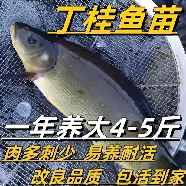 【正品发货】丁桂鱼丁岁鱼名贵鱼可观赏淡水养殖 【顺丰】包邮包活