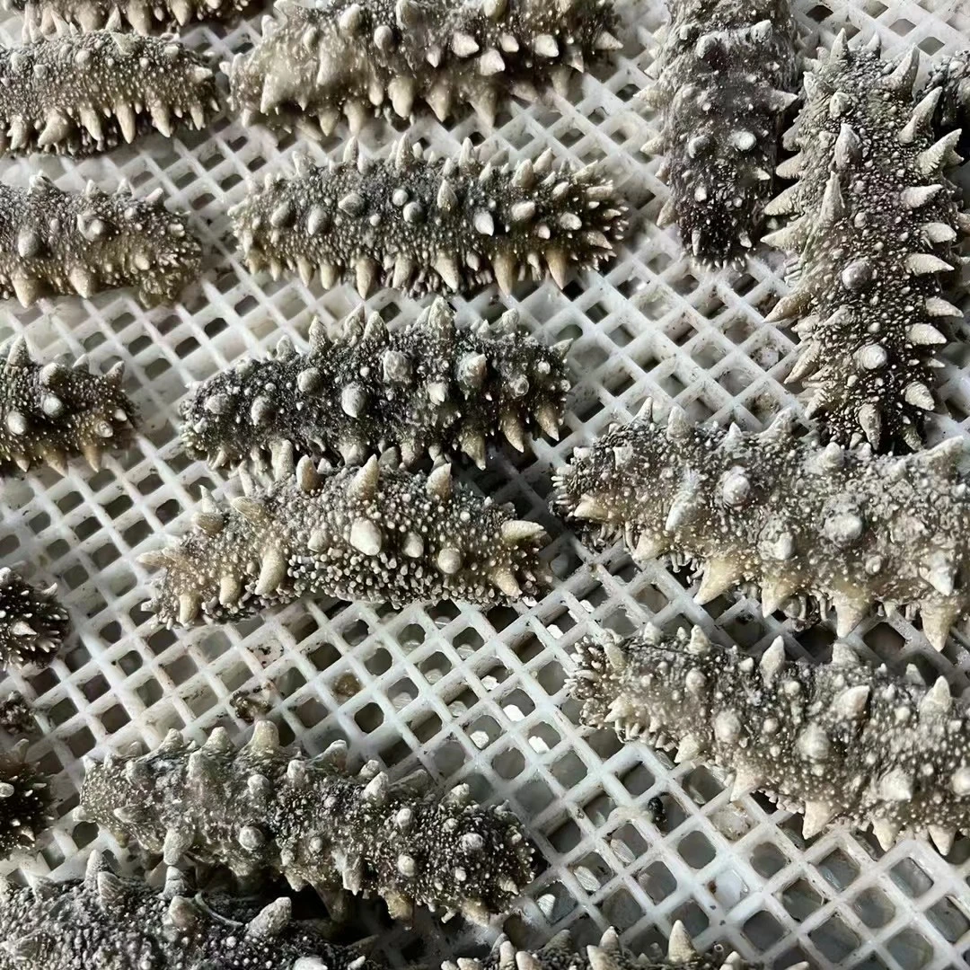 冻煮料海参，需二次加工个头不一，下单看选项