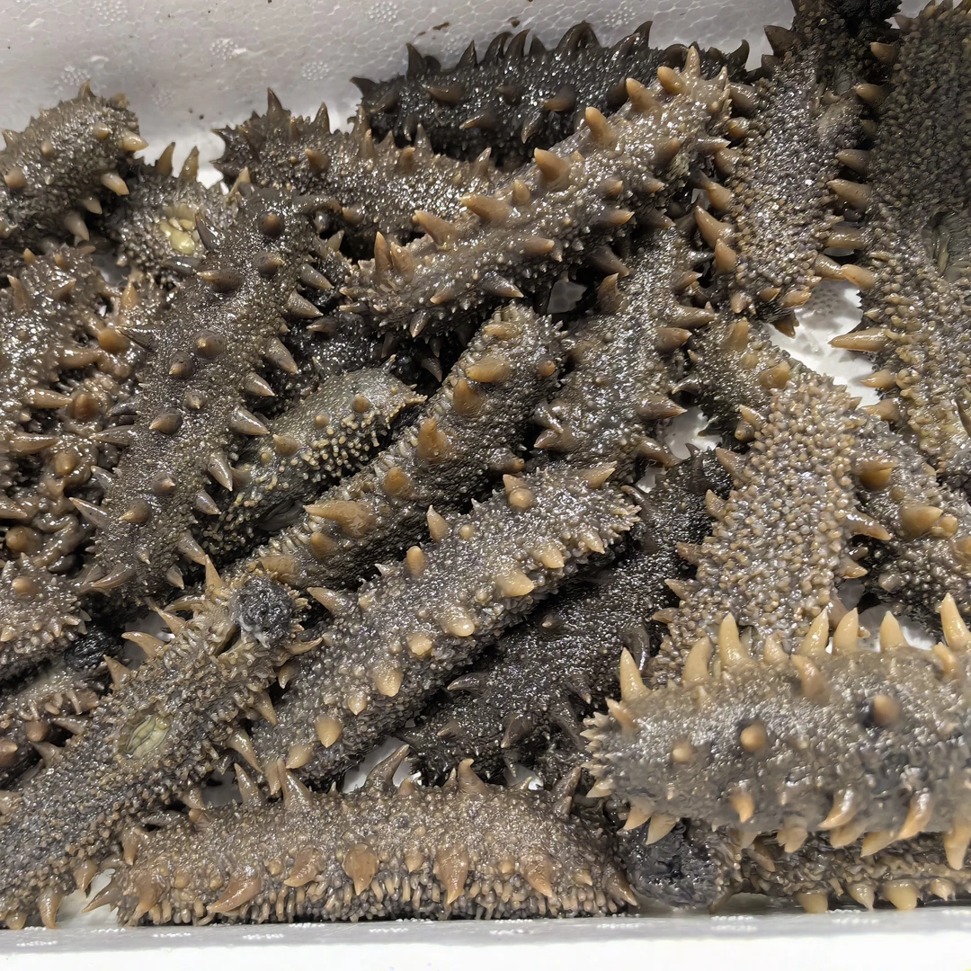 即食海参，下单再加工