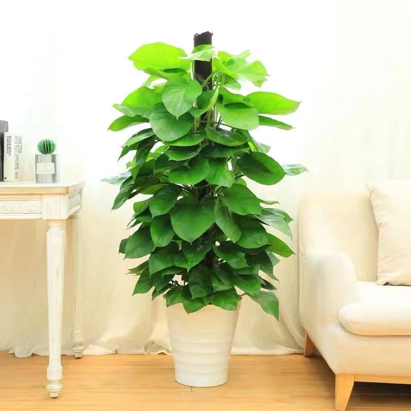 大叶绿萝盆栽室内净化空气大型绿化办公室绿植吸除甲醛花木绿萝柱