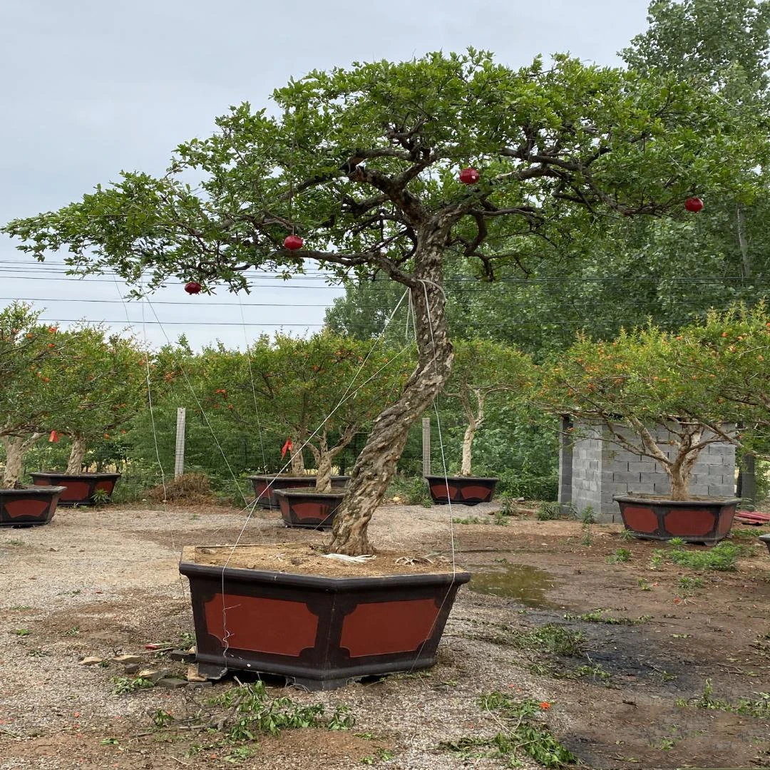 大红袍盆景 直播间下单