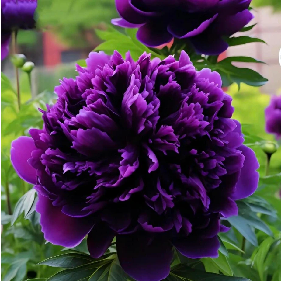 牡丹【龙腾紫啸】紫色珍品牡丹 名贵品种 倾国倾城 现挖现发8年树苗