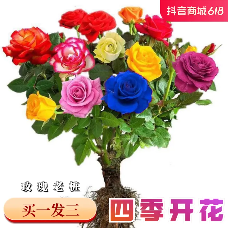 【人工挑选】嫁接多色玫瑰花老桩四季开花盆栽植物阳台月季花苗室内