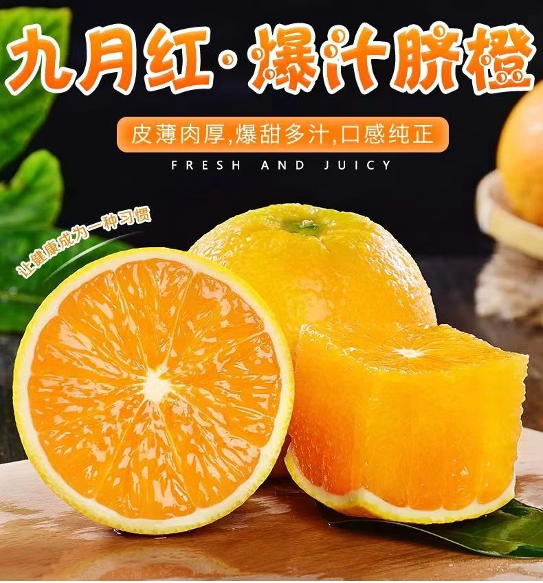 【舒局长助农】秭归九月红3斤细腻酸甜新鲜自然皮薄爆汁天然种植