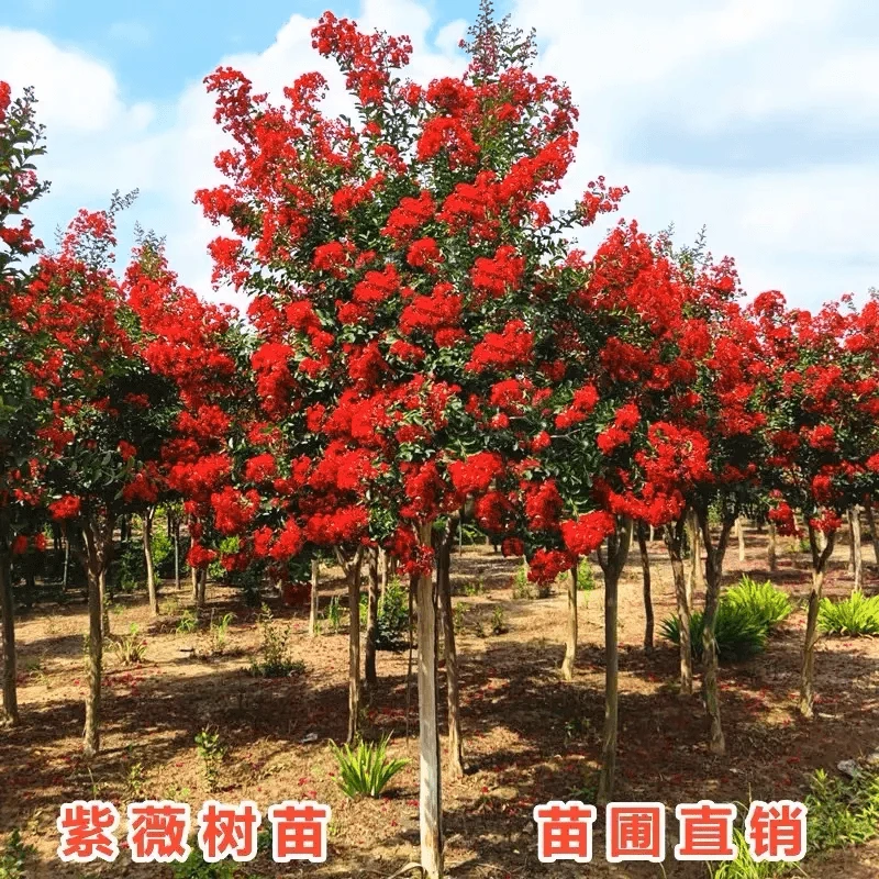 美国双色红火箭紫薇常年开花花量大多色耐旱庭院别墅景观风景正宗