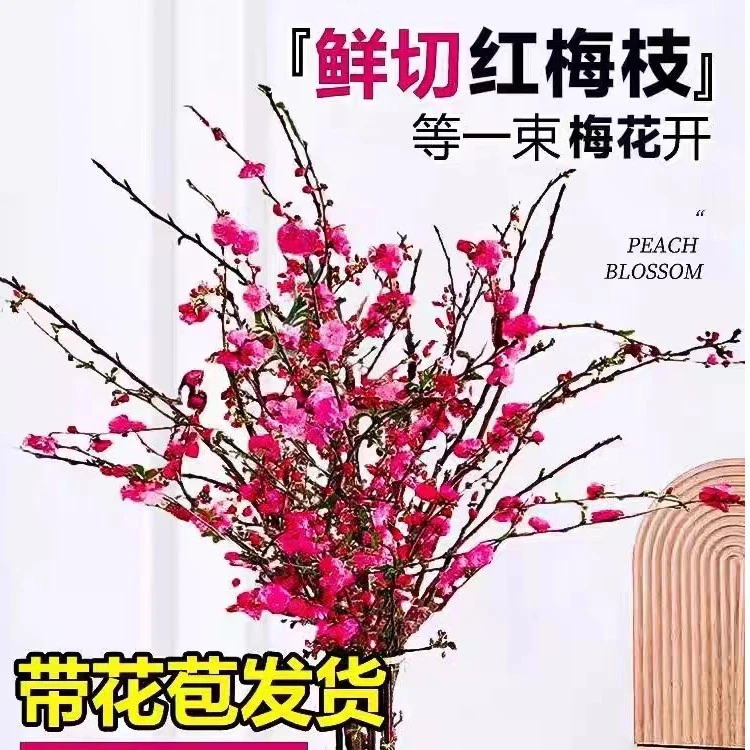 春节开花干枝红梅耐寒遇水开花带花苞红梅花枝耐寒好养新年装饰品