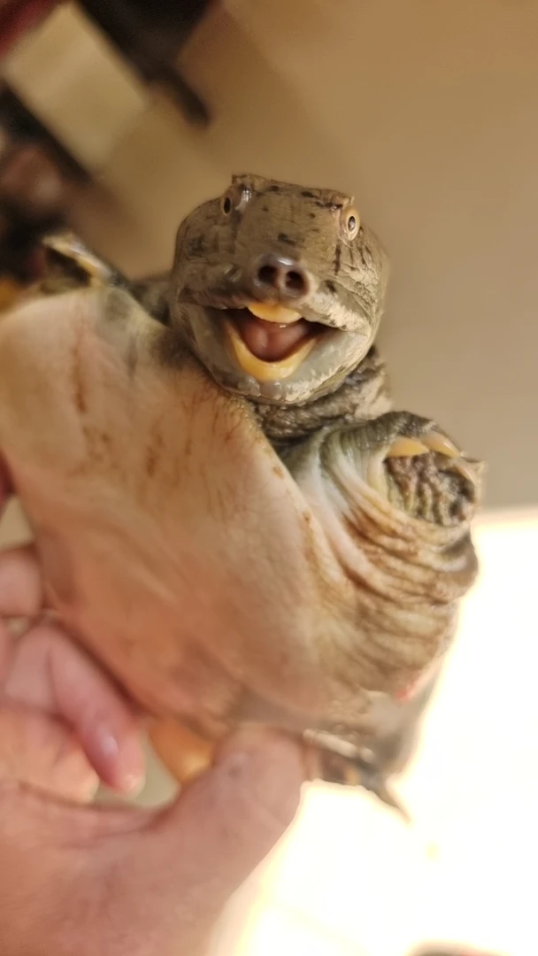 常德洞庭湖鱼米之乡淡水河湖泊甲鱼山甲河甲出售顺丰包邮 生活发