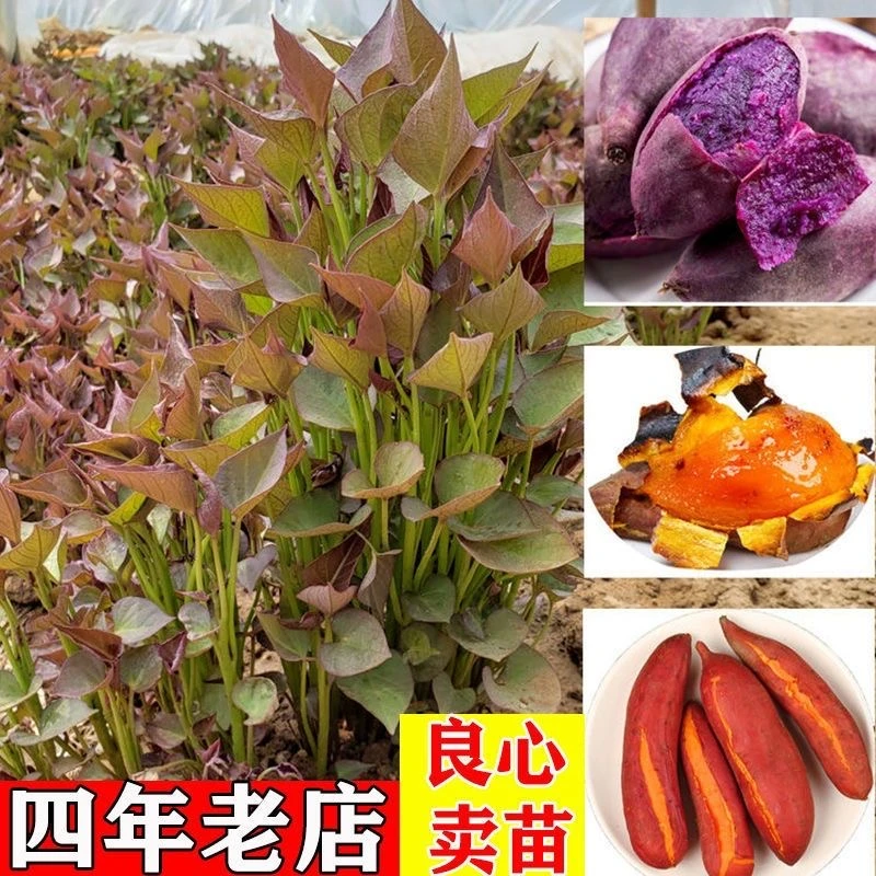 【西瓜红蜜薯苗】高产红薯苗子保真对版脱毒红薯苗100颗斤农产品
