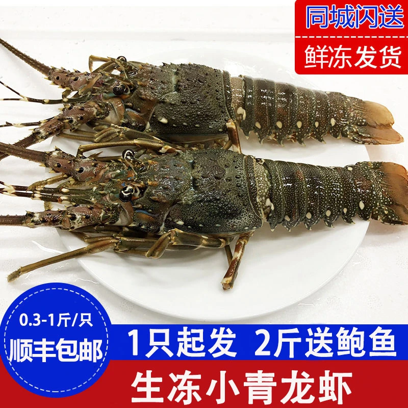 青龙虾鲜活冷冻冰鲜小青龙虾冷冻水产新鲜澳龙大青龙干净捕捞鲜嫩