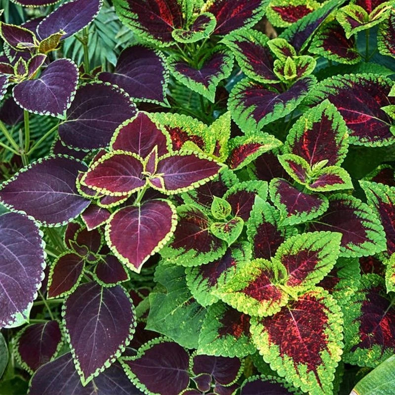 彩叶草种子观叶植物苏阳台庭院花镜盆栽景观绿化易活种籽春播