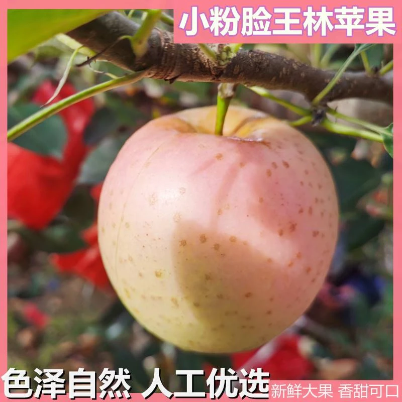 雀斑女神王林苹果彩王林雀斑苹果新鲜水果脆甜多汁孕妇新鲜水果