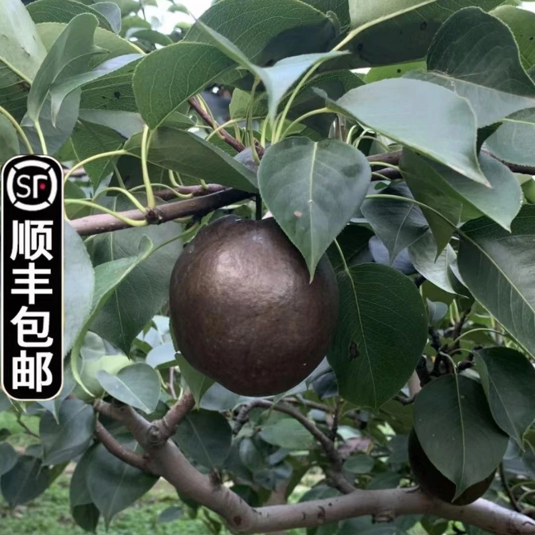 【顺丰包邮】藏乌梨黑梨新鲜皮薄肉厚纯甜无酸脆甜黑梨子孕妇水果