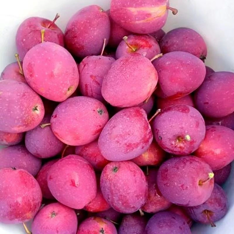 【顺丰包邮】东北鸡心果2024美味小苹果水果锦绣海棠果当季东北特产