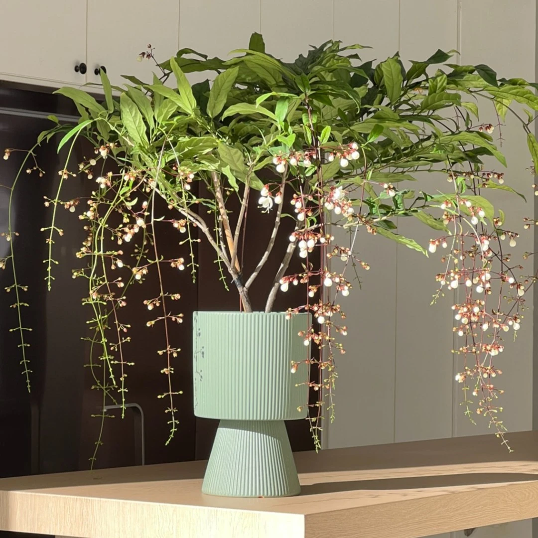 泰国垂丝茉莉一物一拍带盆栽好发货